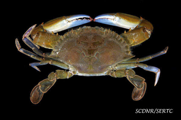 Callinectes exasperatus (rugose swimming crab) from Alligator Creek, South Carolina